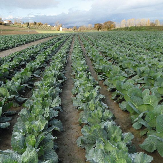 ЛЕННОКС F1 семена капусты белокочанной Bejo оптом