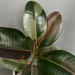 Фикус КАУЧУКОНОСНЫЙ (ЭЛАСТИКА)