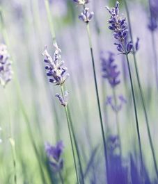 Лаванда Антизапах ароматическое масло, Candle Warmers