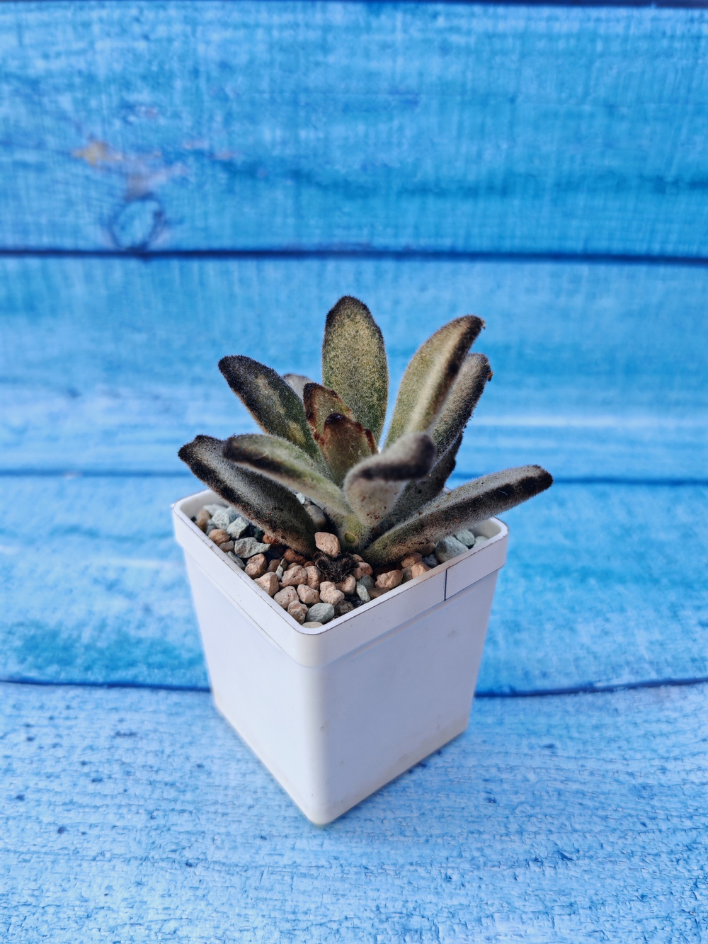 Kalanchoe Tomentosa Chocolate Soldier (Каланхоэ)