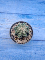 Astrophytum Myriostigma Fukuryu (Астрофитум)