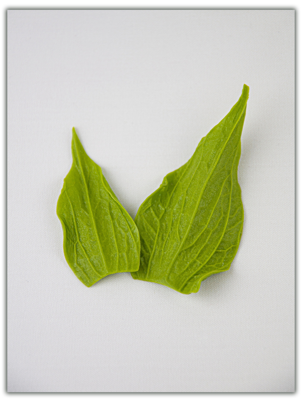 Чашелистик подсолнуха