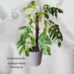 Эпипремнум Pinnatum Aurea клон