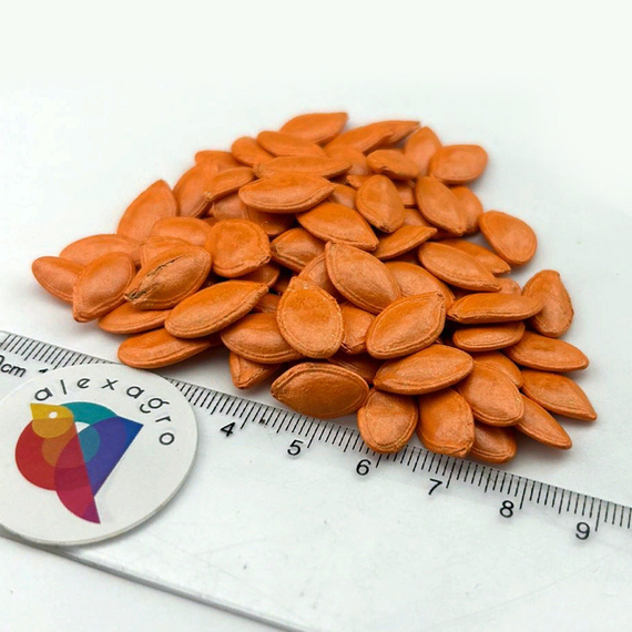 АЙМАРАН F1 семена кабачка Nunhems купить – фото 6