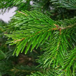 Пихта Нордмана Премиум срезанная