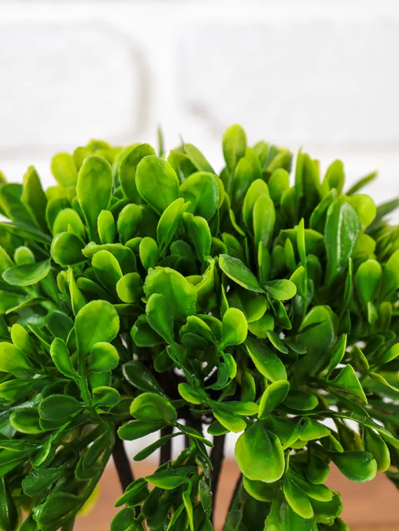 Бонсай в горшке "Листья фикуса" 11х21 см