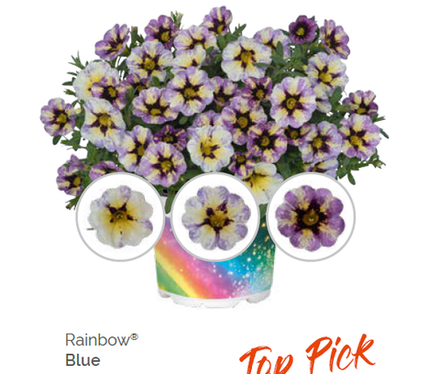 Калибрахоа Rainbow Blue укорененный черенок ОКС конец ноября