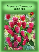 Малина Соколица летняя высокоурожайная