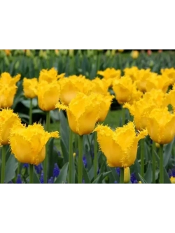 Тюльпаны бахромчатые ,луковицы Yellow Valery желтые (5 шт)