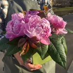 ♛ Композиция ароматных пионов — d ~ 25 см — в коробке — 8 марта у Феи