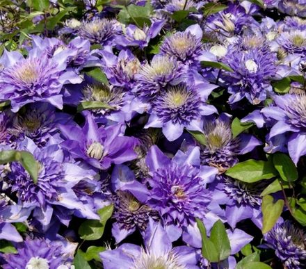 Клематис Multi Blue ( Мульти Блю)  Стандарт поставки Р9