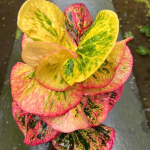 Кротон NAKHON PINK (V50)