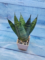Sansevieria Zeylanica Fan (Сансевиерия)