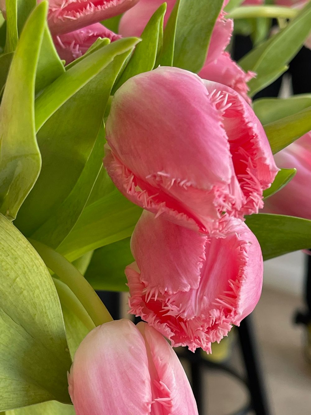 Тюльпаны кружевные - ярко-розовый цвет