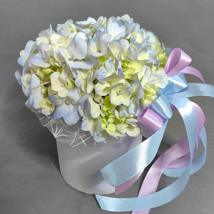 Коробка с голубой гортензией