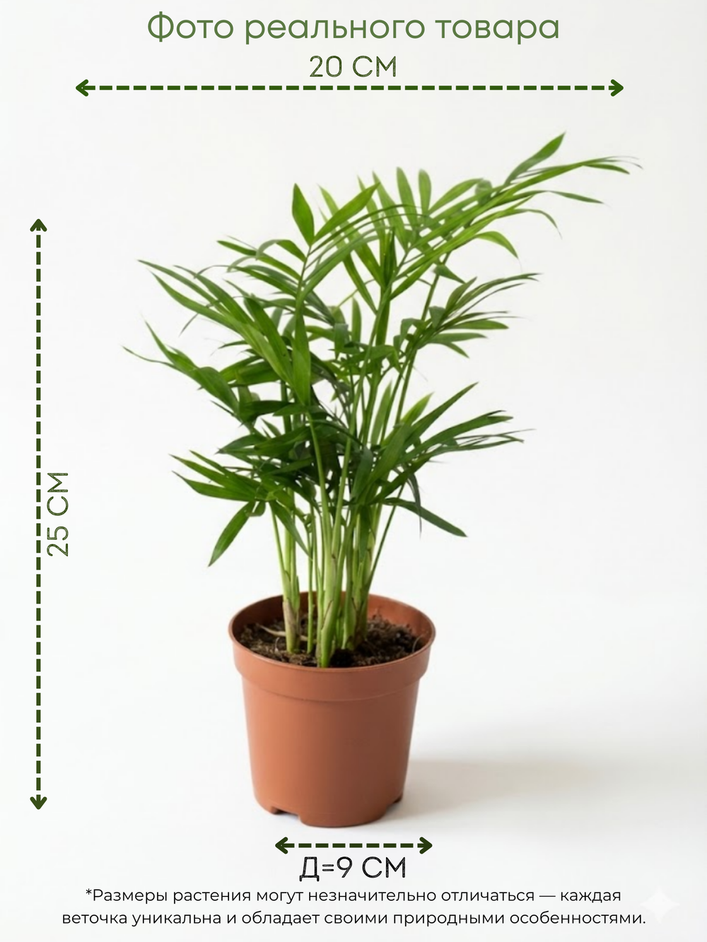 Ховея Dwarf Palm д.9