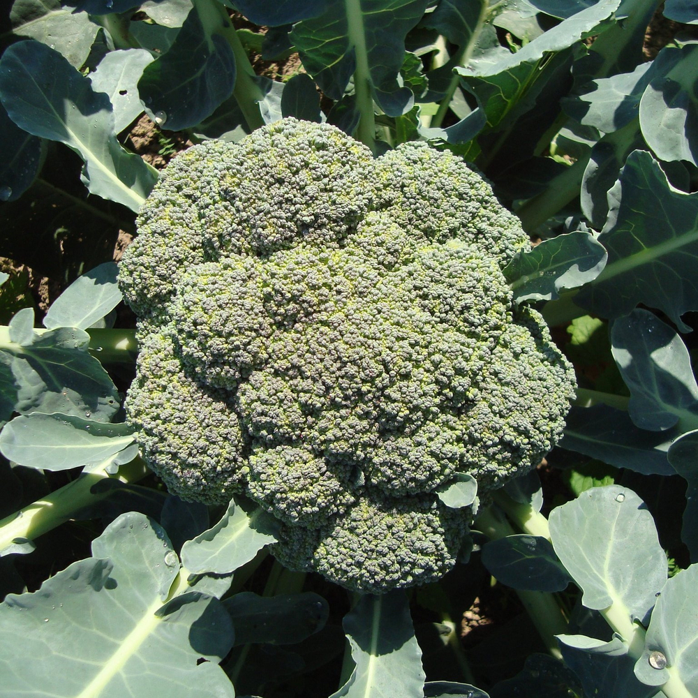 Лорд F1 семена капусты брокколи (Seminis / Семинис)