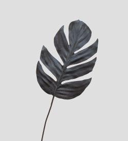 TR 571L Филодендрон