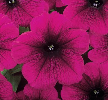 S60103 Петуния кустовая Multiflora MIRAGE VELVET 1000 шт.
