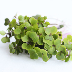 Семена для проращивания капусты краснокочанной Гако (Гавриш)