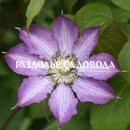 Клематис Джон Пиктон