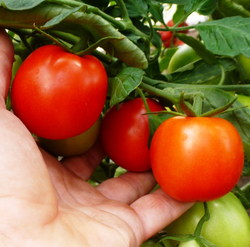 Помидоры – Смоленский