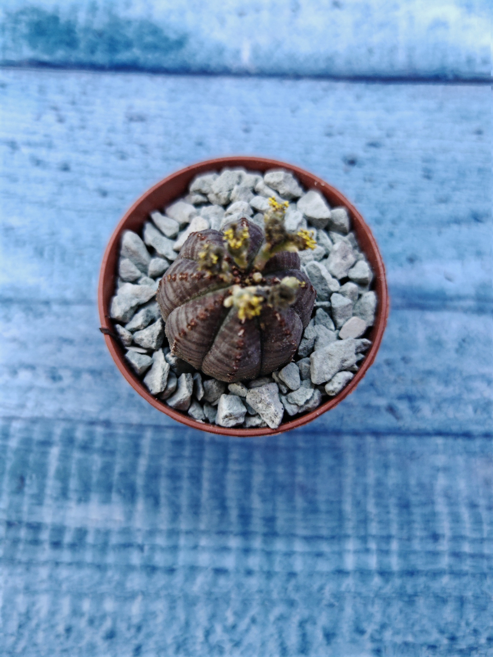Euphoria Obesa (Эуфорбия)