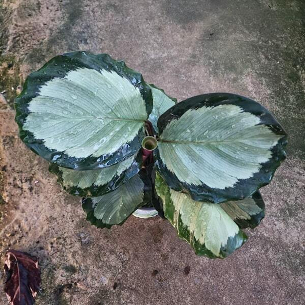 Калатея PICTURATA ARGENTEA (#5)