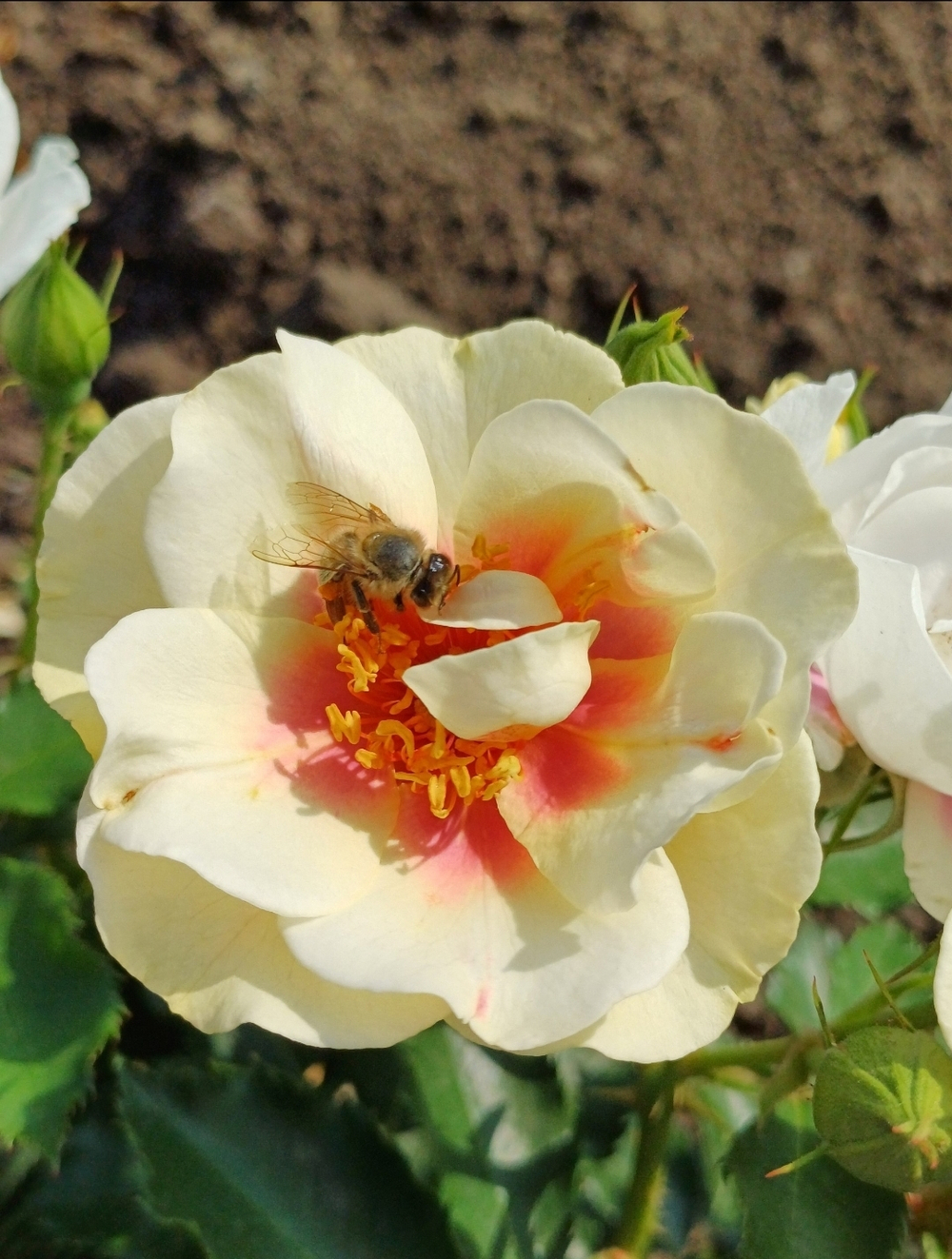 БУЛС АЙС (Bull's Eye )(Pejamore)