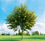 Клен ясенелистный Брабитс Компакт С30 Ра180-300