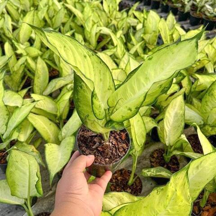 Диффенбахия SEDTHEE PHO THONG (2 ствола)