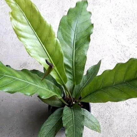 Антуриум ALL GREEN (N68)