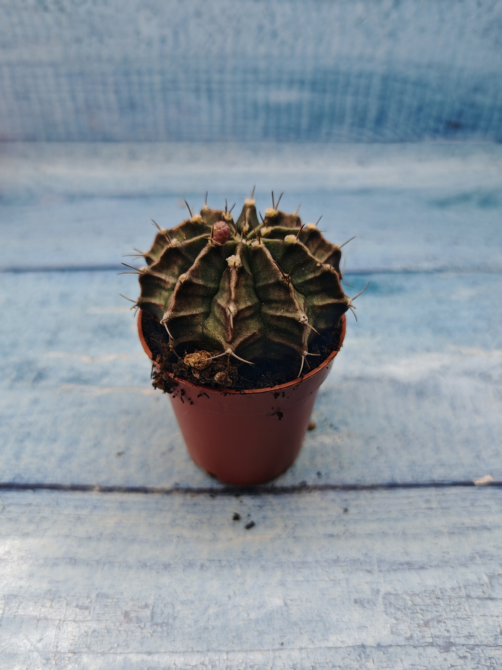 Gymnocalycium Friedrichii (Гимнокалициум)