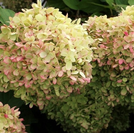 XS-лайт (Gardenlight XS-Light) С1.5