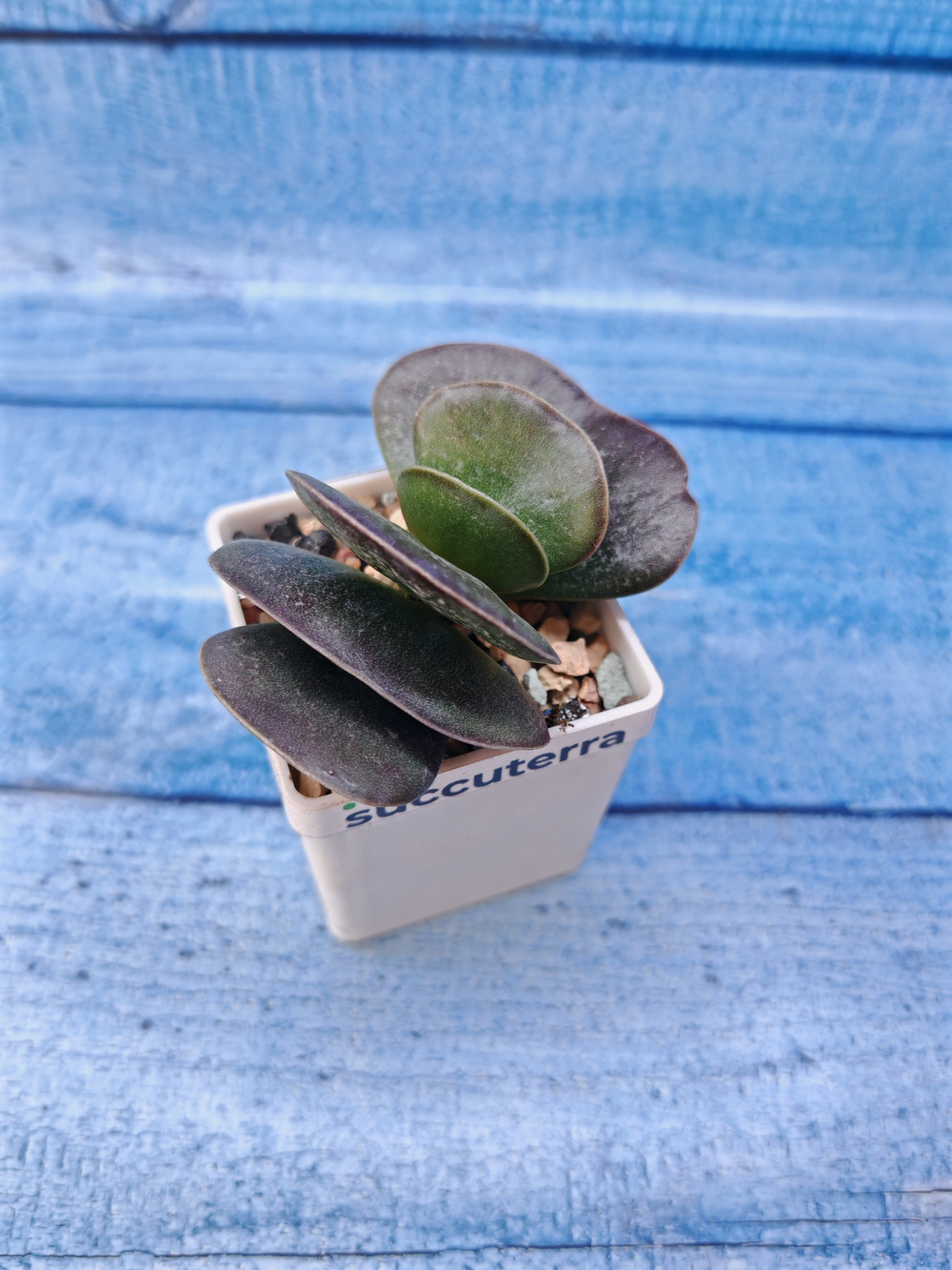 Adromischus Maculatus hyb. (Адромискус)