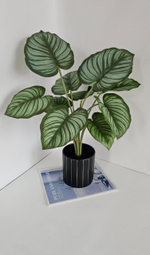 Калатея премиум / Арт 6088