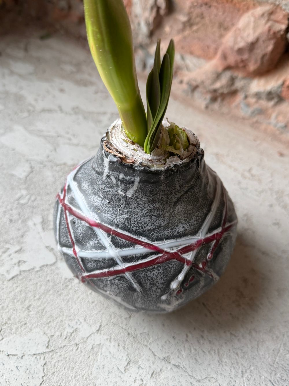 Амариллис луковица - цвет серый в полоску