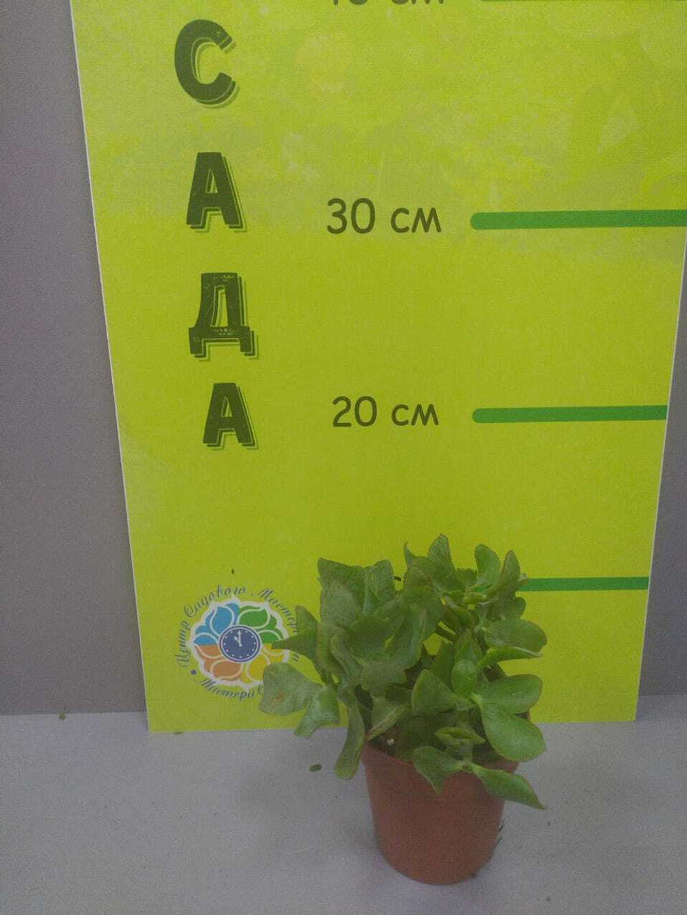 Крассула микс