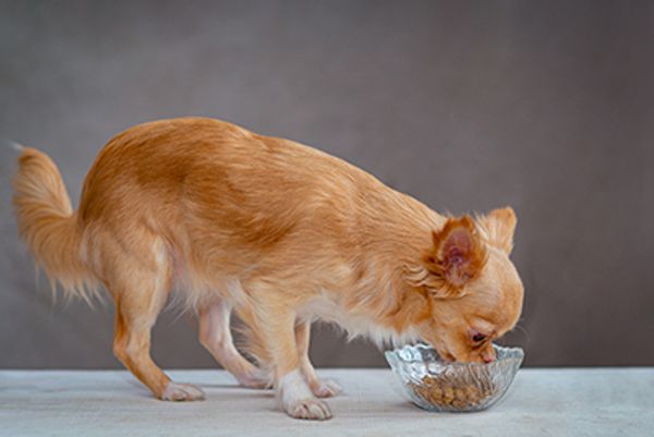Как подбирать корм для собак мелких пород?