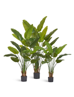 Стрелиция New Style (Sensitive Botanic) 110 см