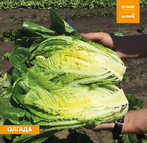 Олгада семена салата (Nunhems / ALEXAGRO) культура
