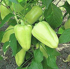 ИВЕТТА F1 семена перца сладкого (Enza Zaden | Alexagro)