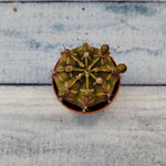 Gymnocalycium Friedrichii (Гимнокалициум)