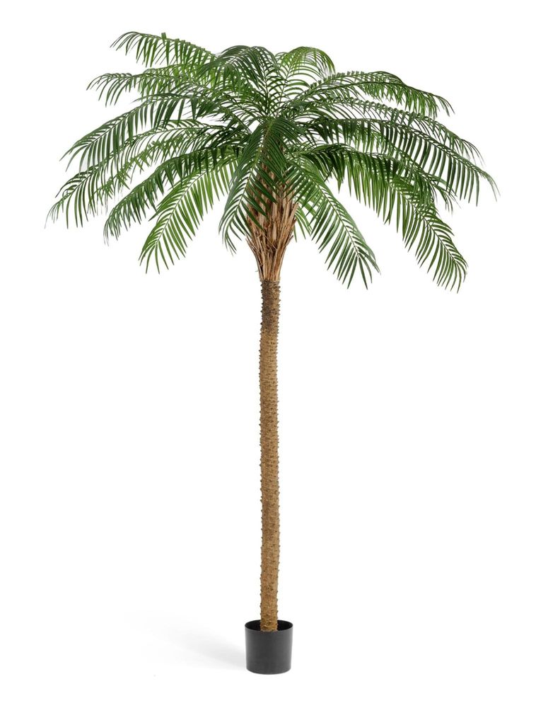 Финиковая пальма де Люкс, в-240 см, 270 см, 300 см