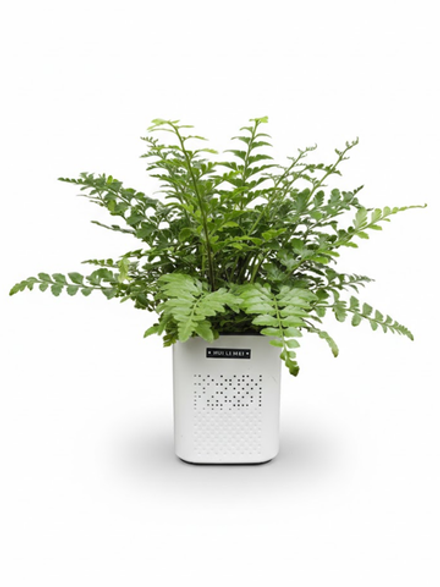 Папоротник Jim Fern горшок с автополивом д.14