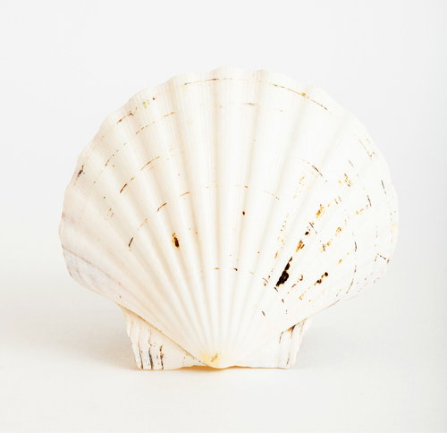 Ракушка пектен, белый гребешок, створка