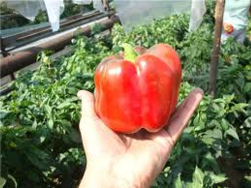 Перец сладкий Телестар F1