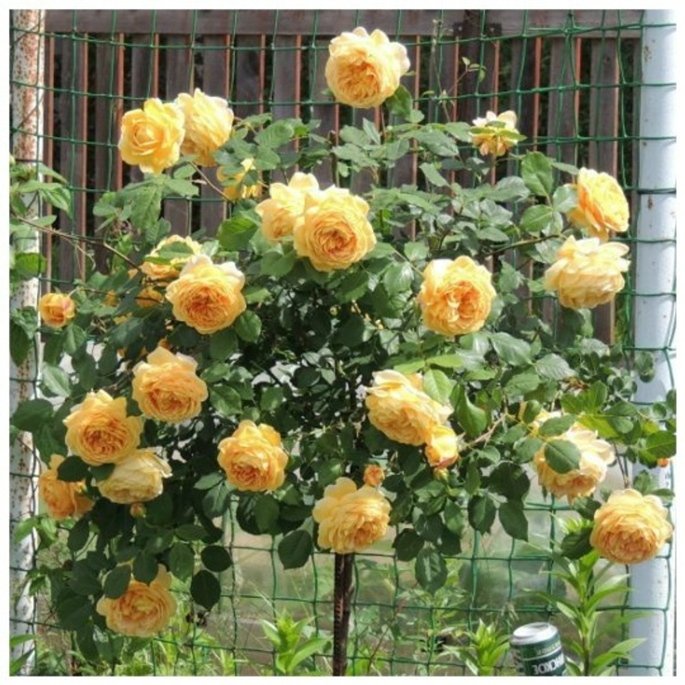 Роза на Штамбе Голден Селебрейшен