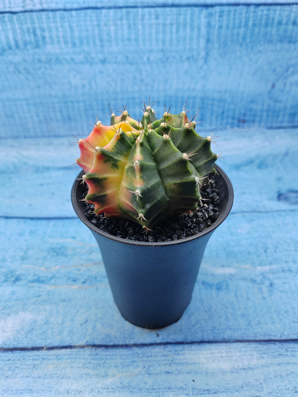 Gymnocalycium Variegata (Гимнокалициум Вариегатный)