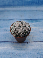 Astrophytum Asterias "Super Kabuto" (Астрофитум)